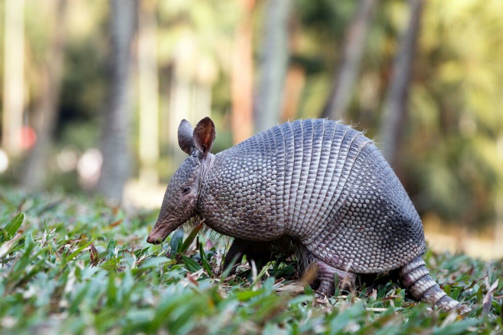 Armadillo Control For Homeowners