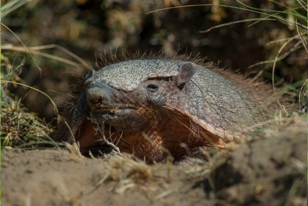 Armadillos