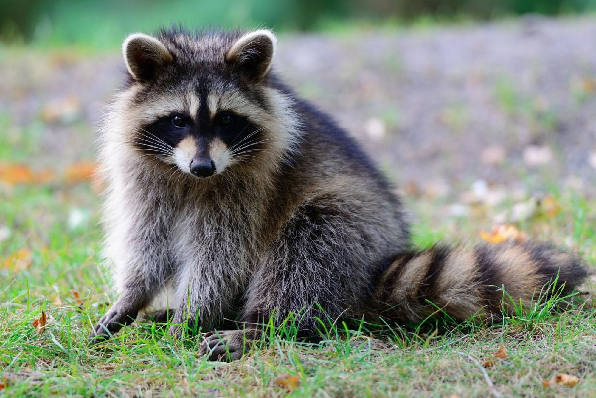 Racoon With Straight Look