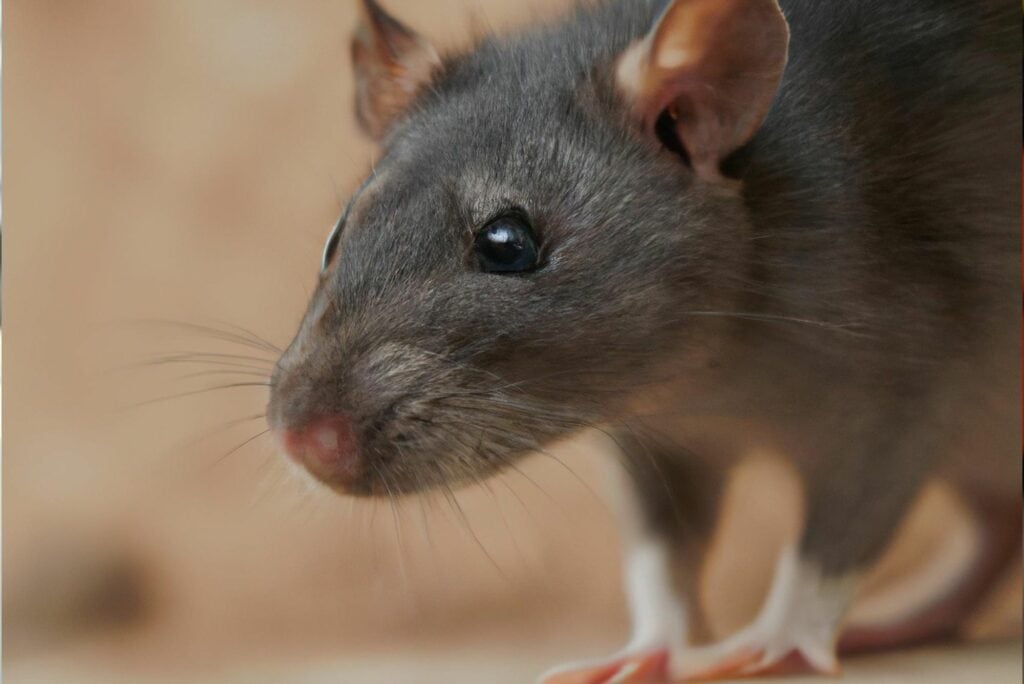 Rats