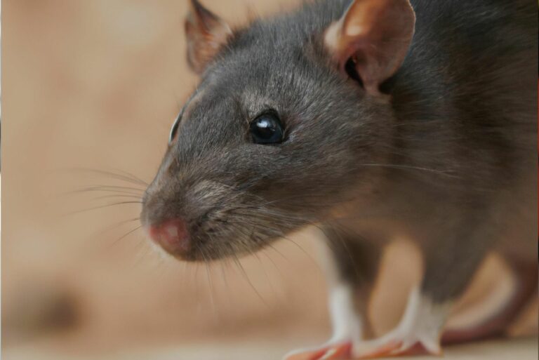 Rats