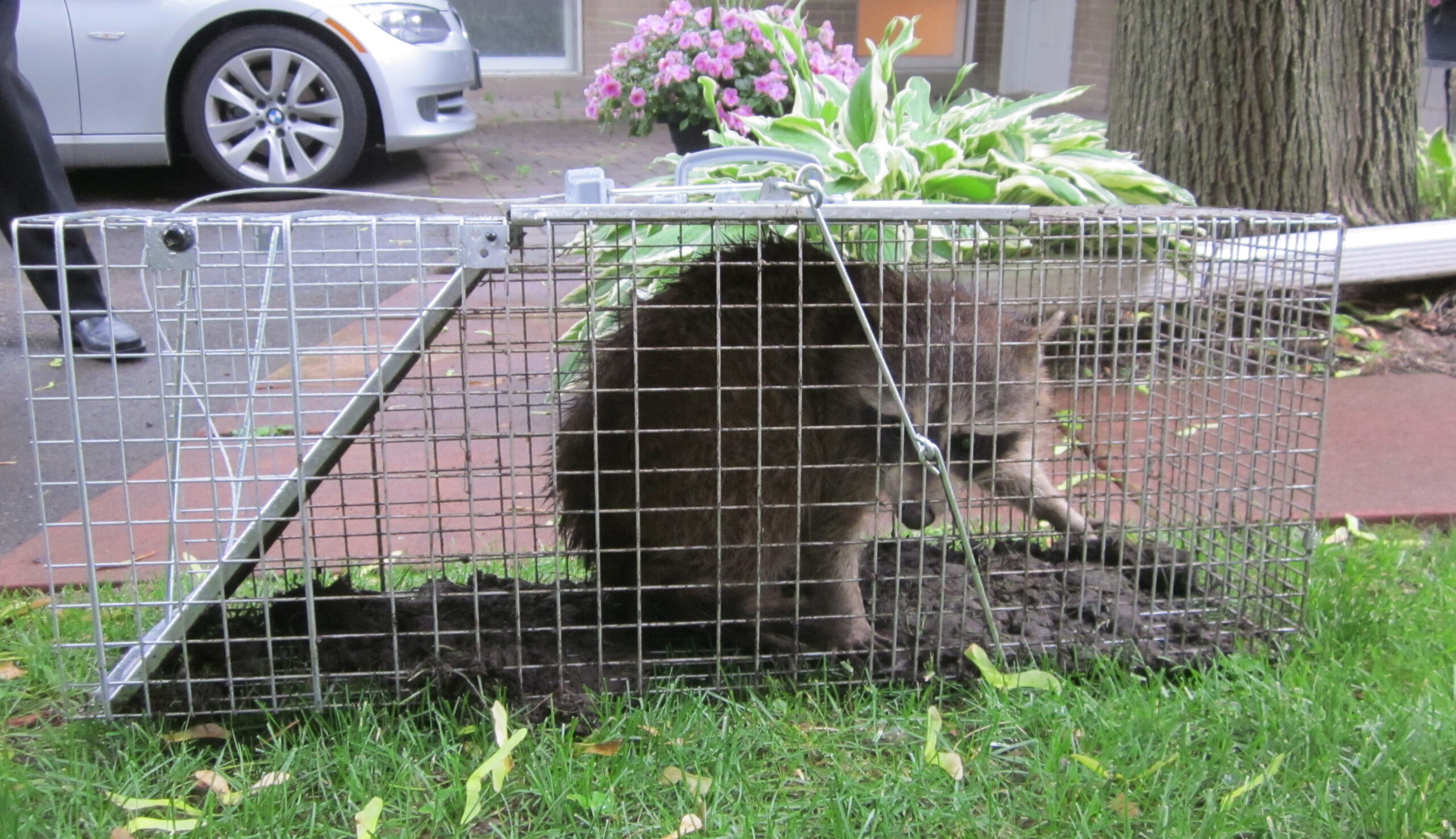 Why hire a wildlife removal professional