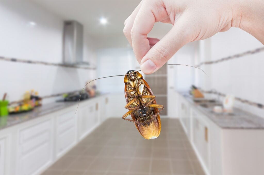 How to keep insects our of your house