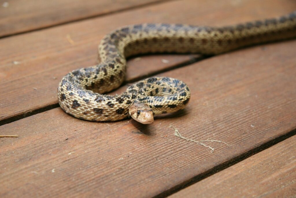 managing snake populations