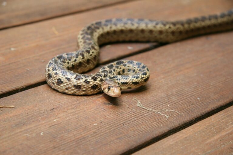 Emergency Snake Removal