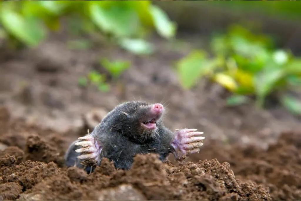 Wildlife Removal