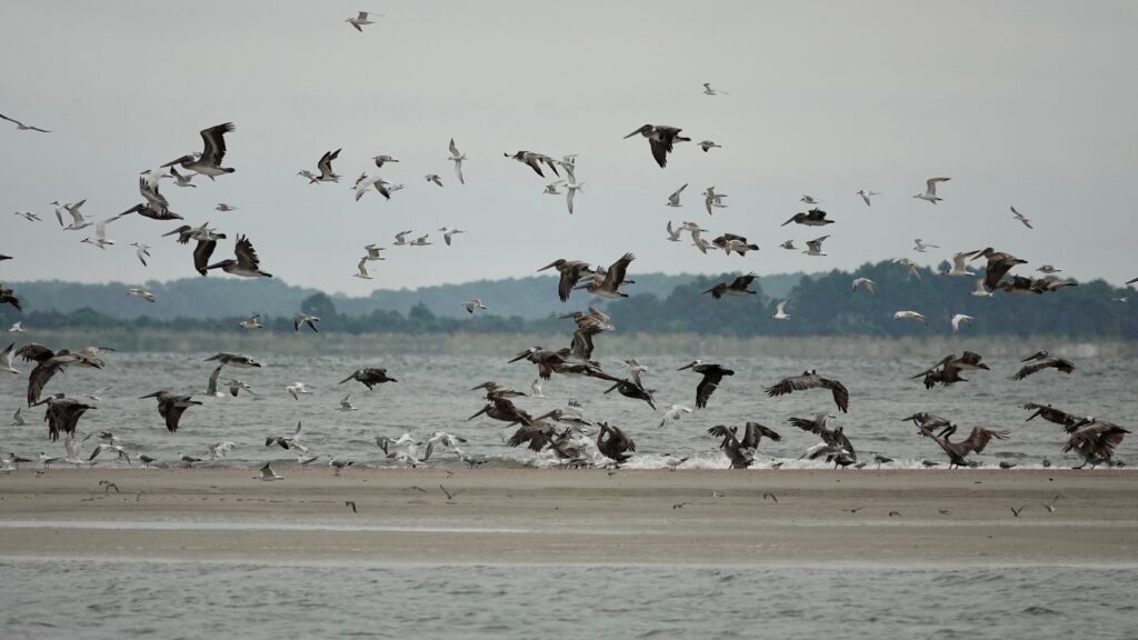 Seagulls Flying