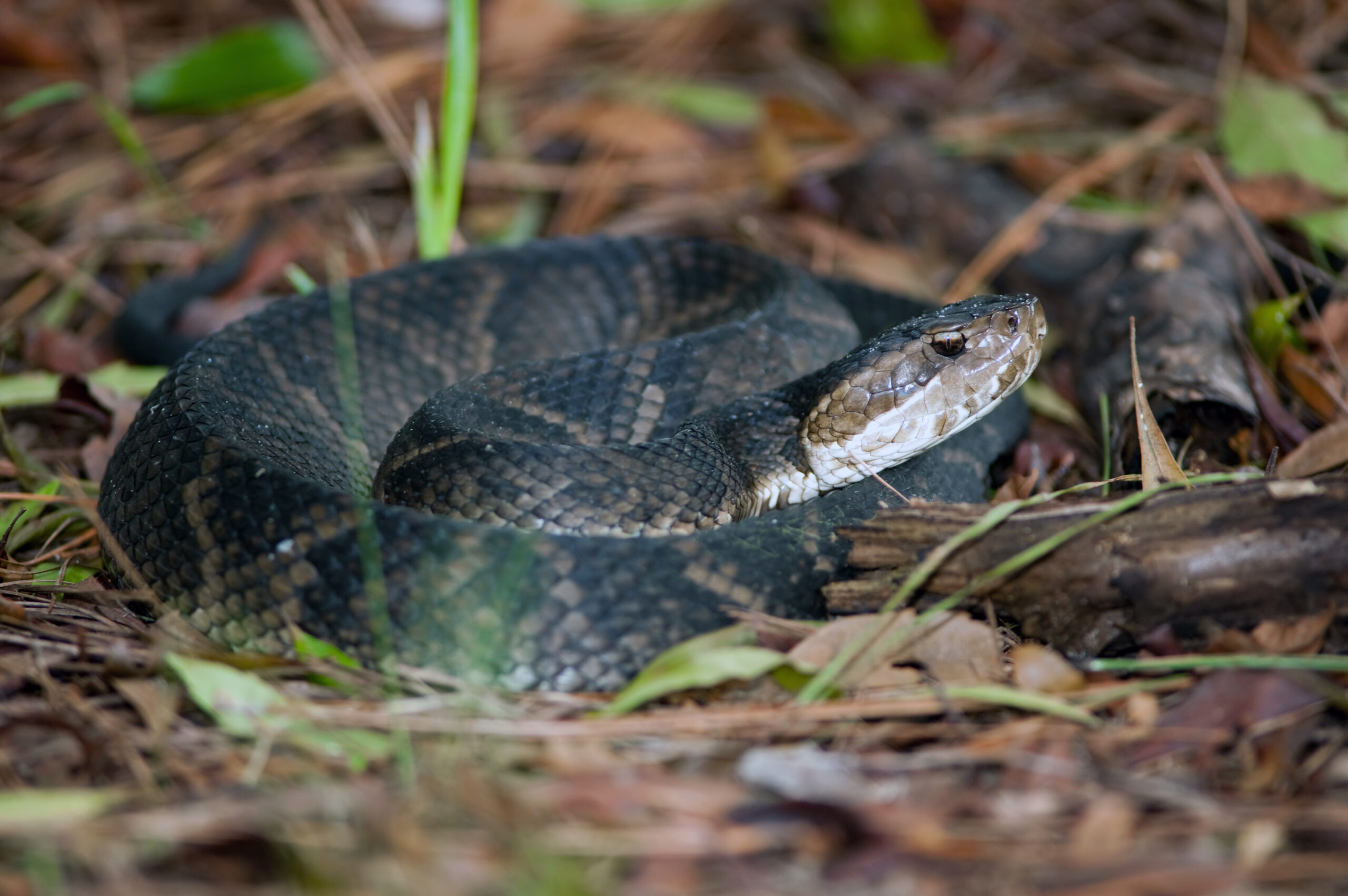 Venomous Cottonmouth Snake