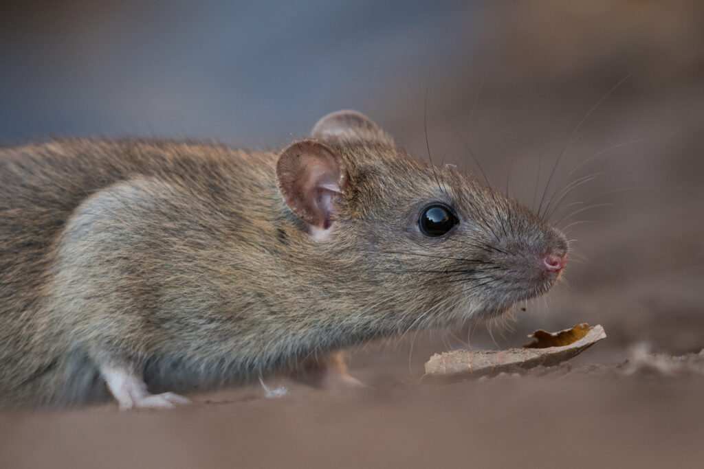 Brown Norway Rat