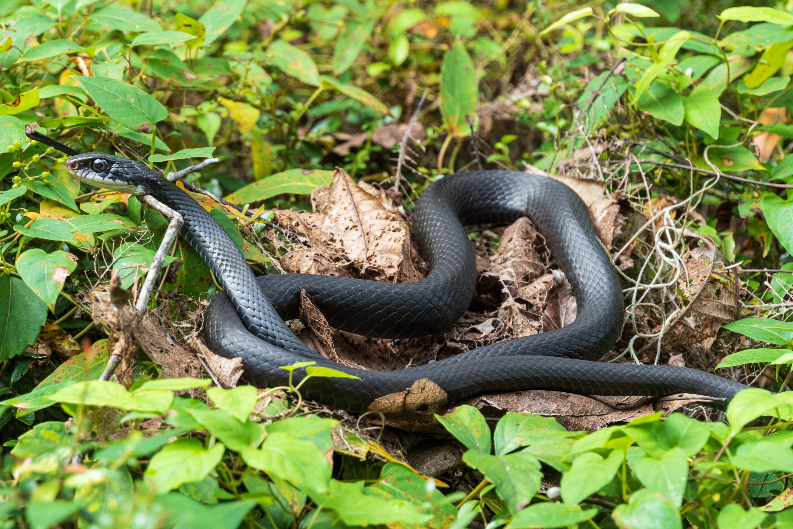 Nuisance Black Racer Snake. Emergency Snake Removal