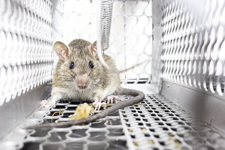 Winter Rodent Infestations. Rat caught in a trap