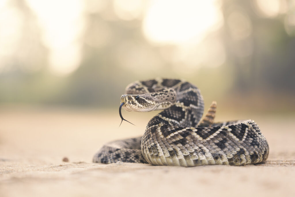 Emergency Diamondback Rattlesnake Removal. Snakes In Florida.