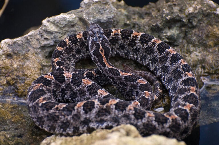 Dangerous Pygmy Rattle Snake. Snake Removal. Emergency Snake Removal
