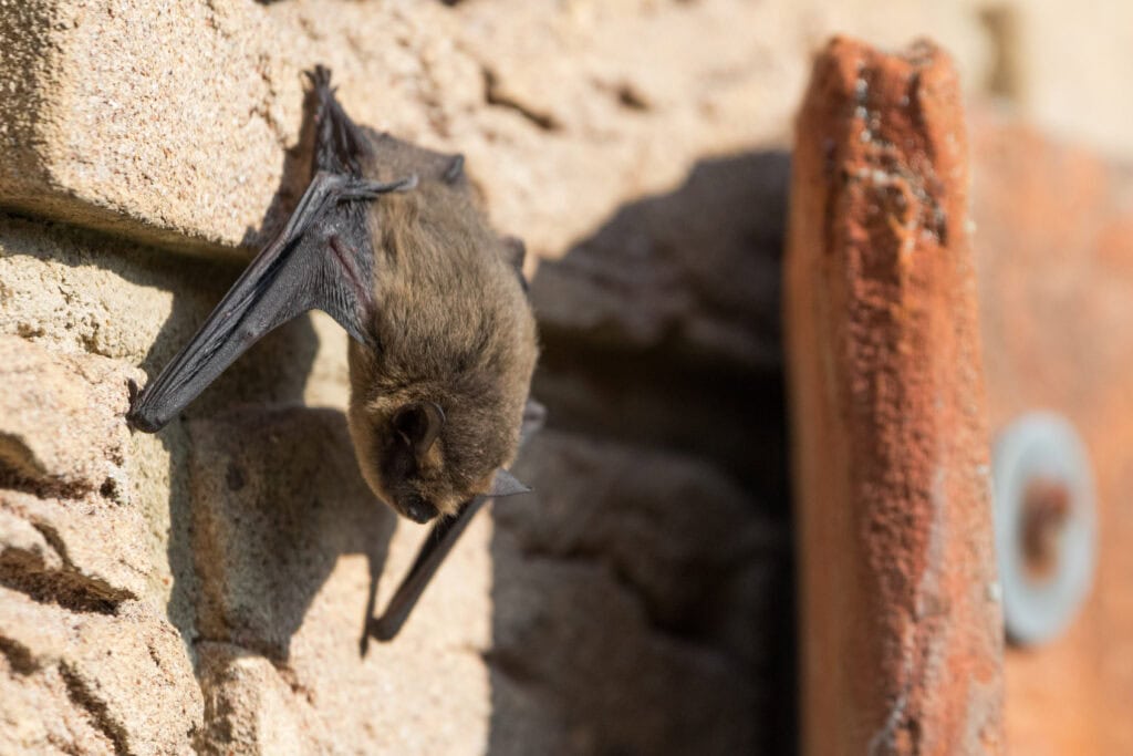 Bat Removal Jacksonville Florida