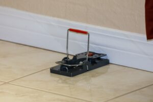 Emergency Rat Removal - Rat Trap Set In Home