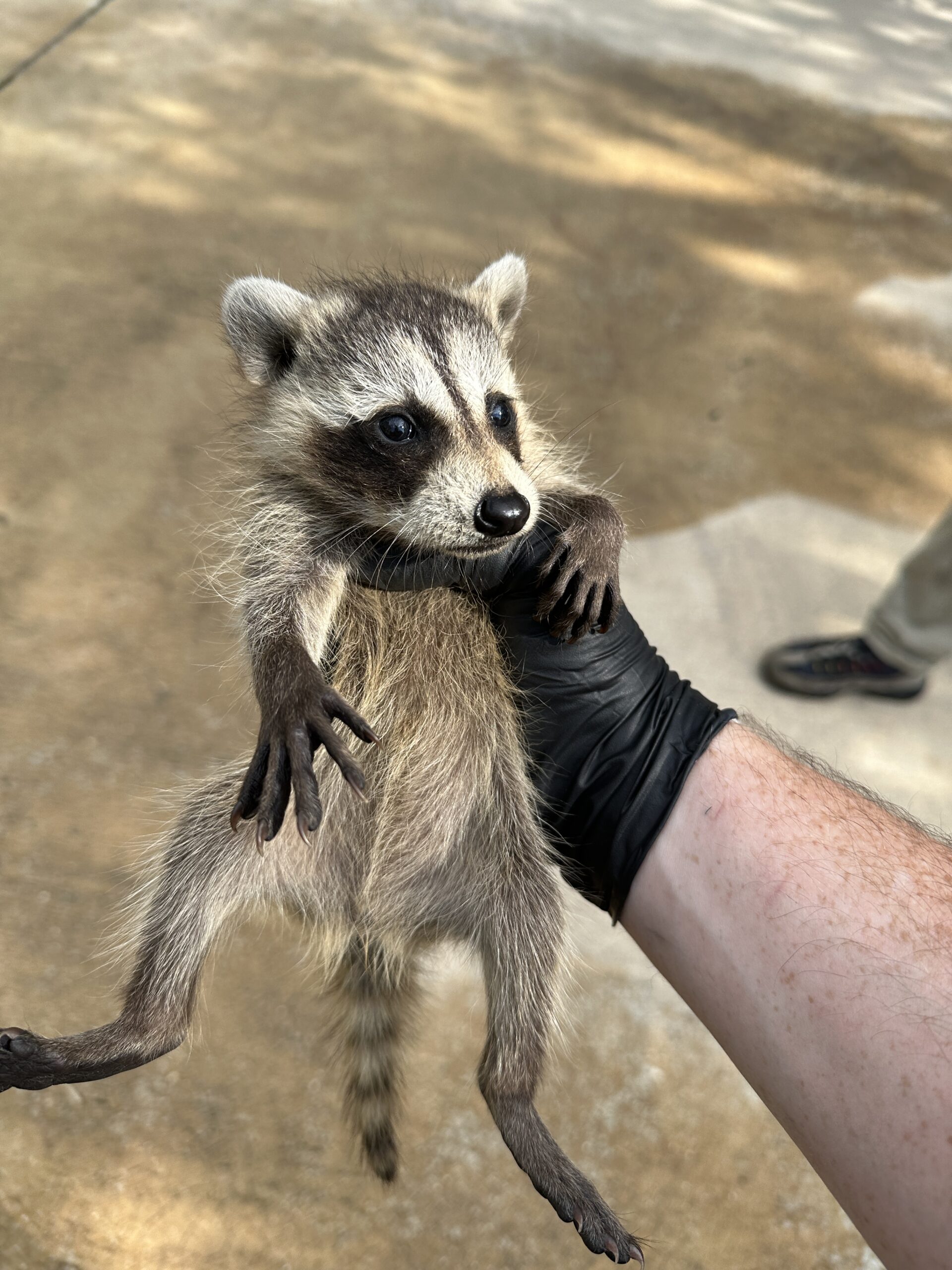 Baby Raccoon Removal