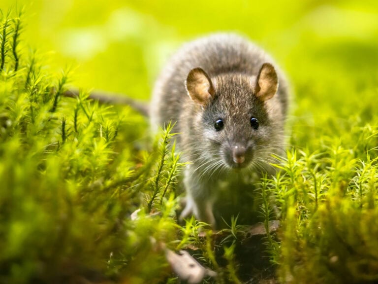 A mouse outside