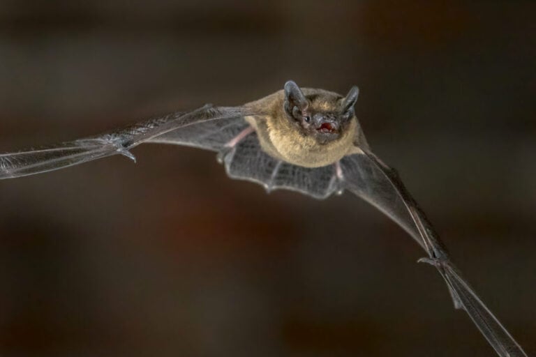A bat flying in the air