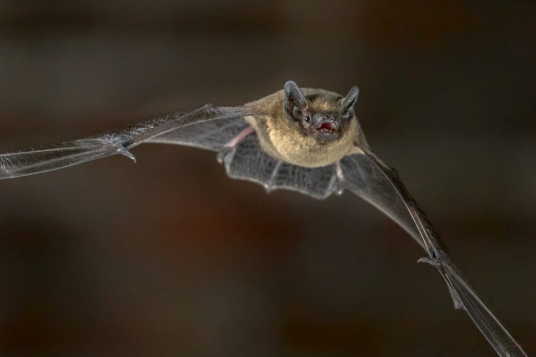 A bat flying in the air