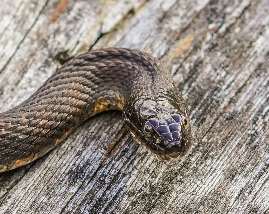 A water snake on a log
