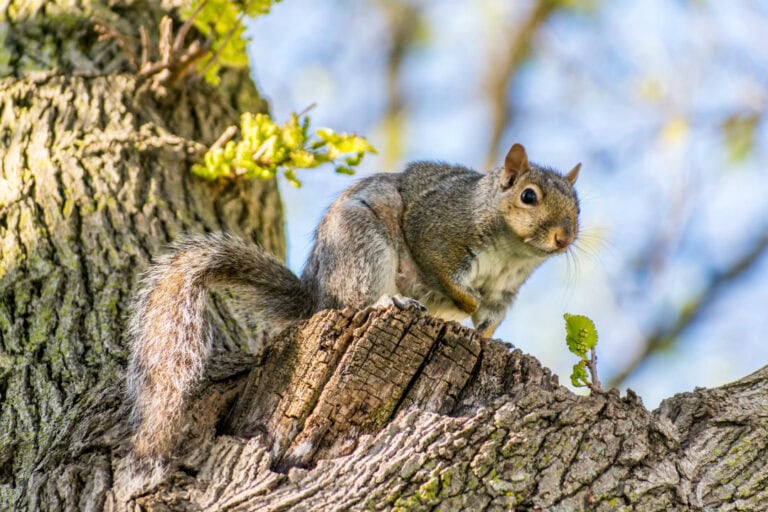 squirrel in a tree