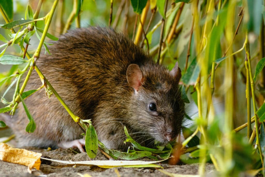 A shrew on the ground