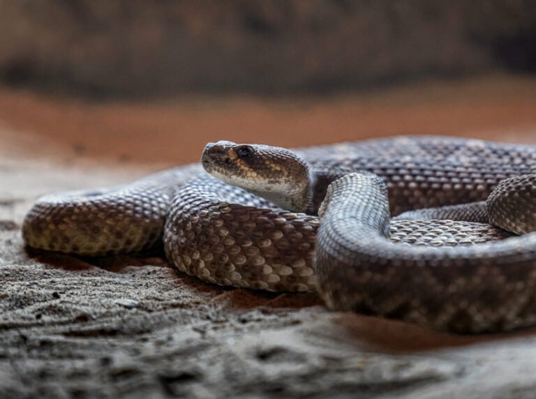 closeup of a snake - representing emergency snake removal