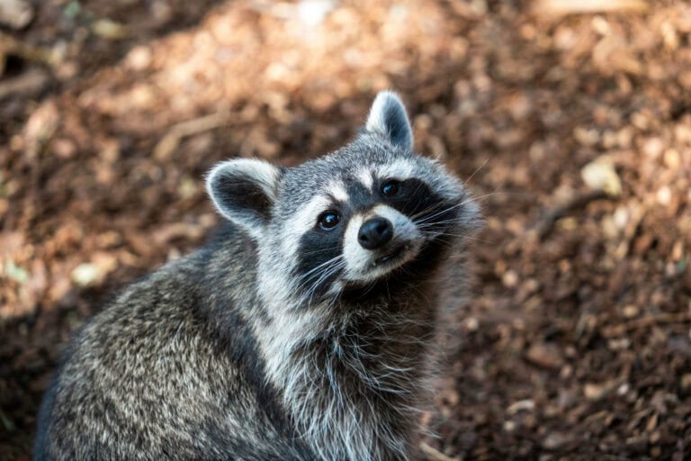 Cute racoon outside