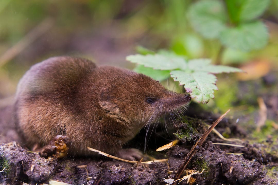 A common shrew on the forest floor