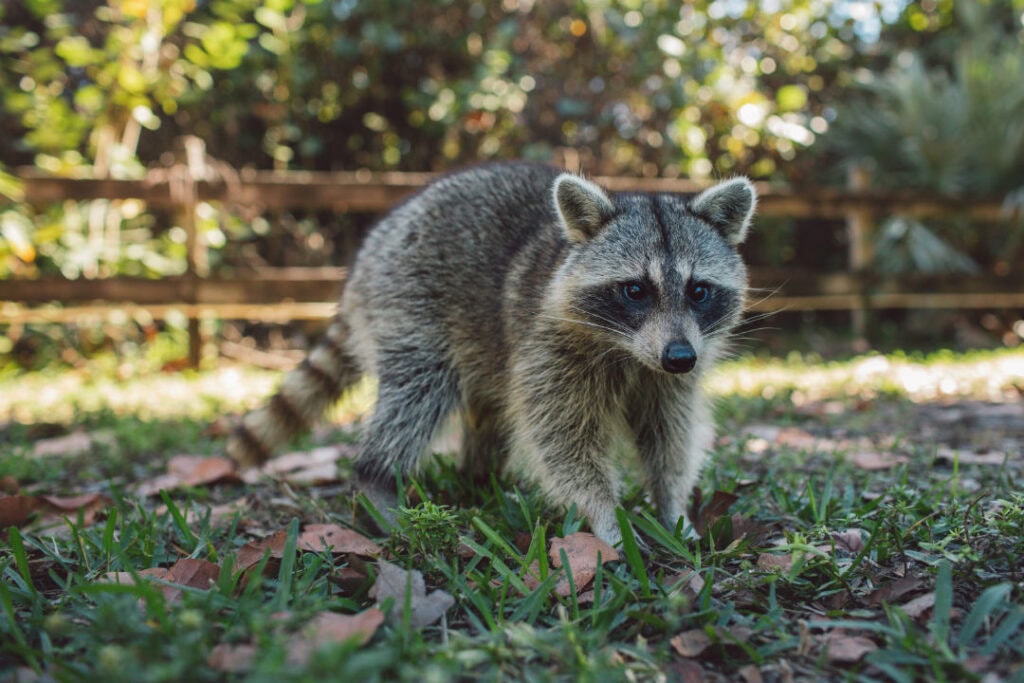 racoon walking around outside