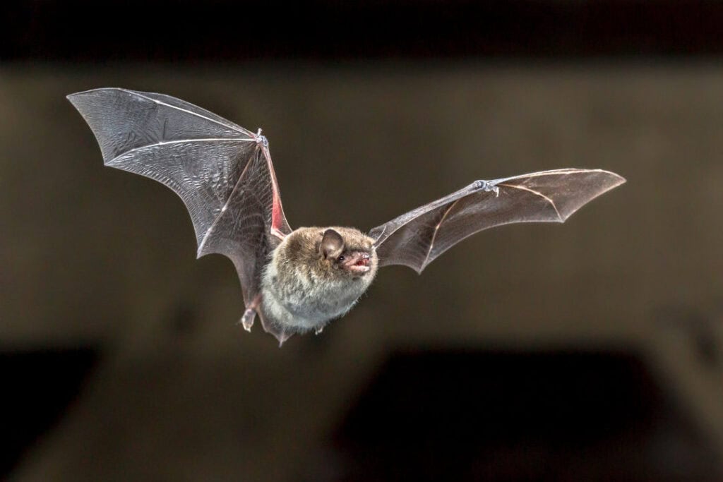 A bat flying