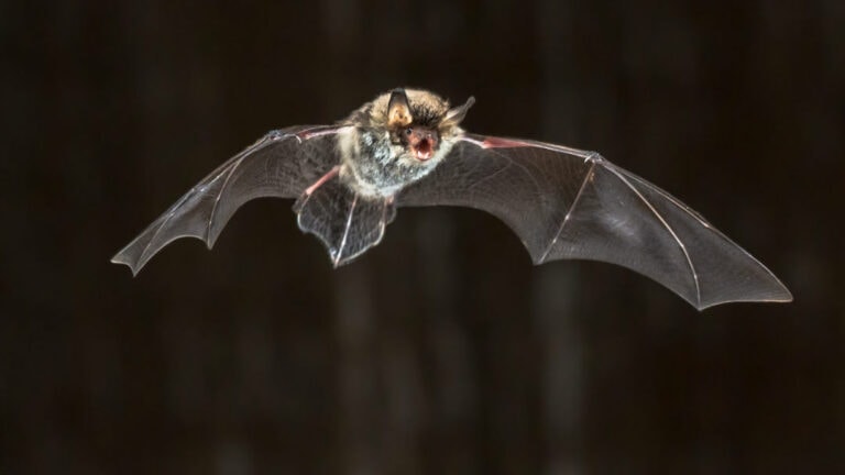 A bat flying in the air