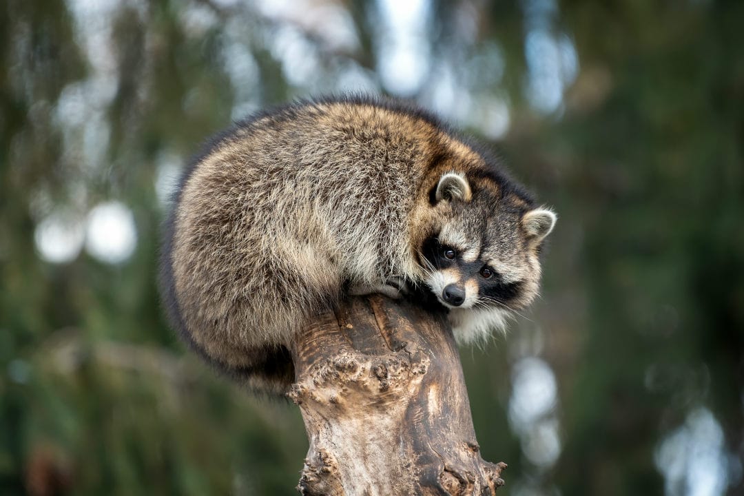 Racoon balanced on a tree