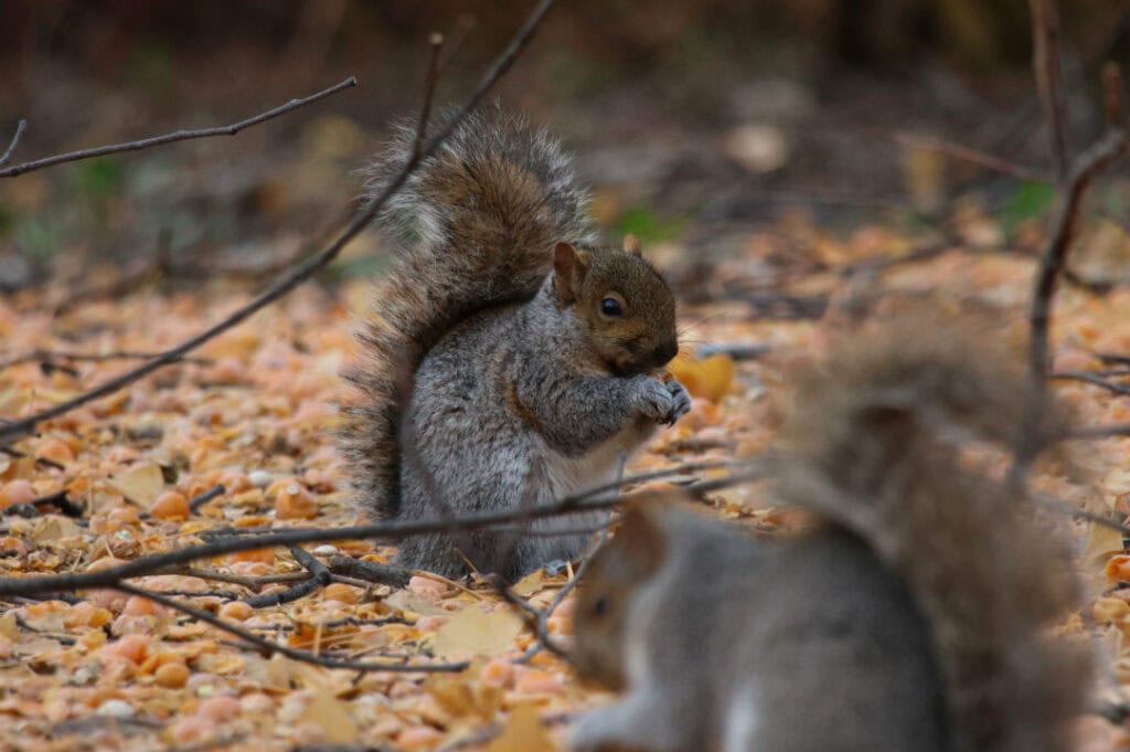 Two squirrels outside