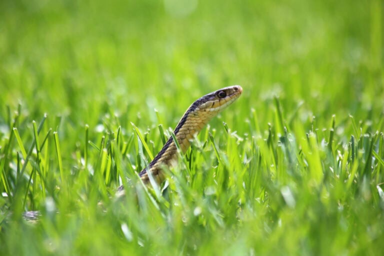 A garden snake in the grass