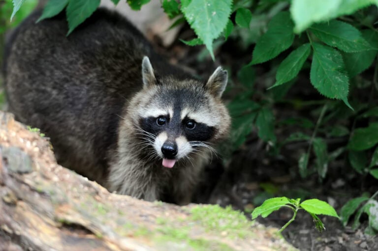 A raccoon in the forest
