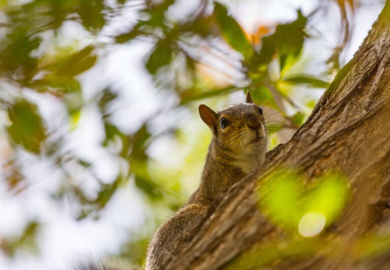 Squirrel in a tree