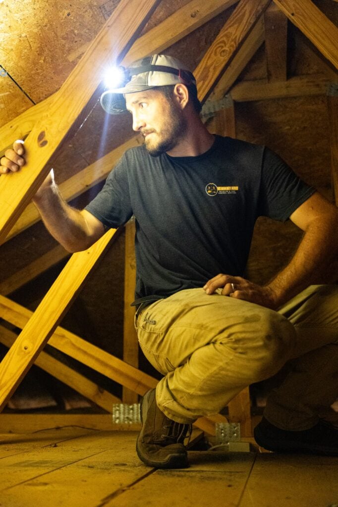 Rat removal technician in attic