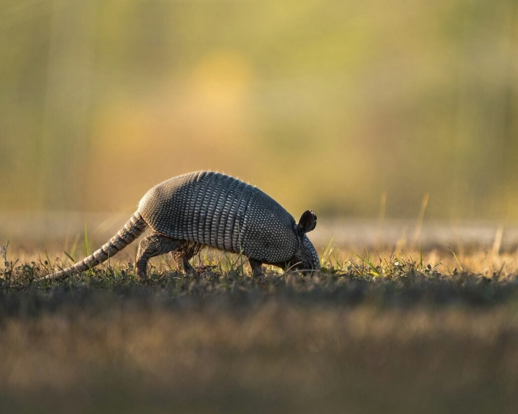 Nine-banded armadillo foraging in a Northeast Florida yard