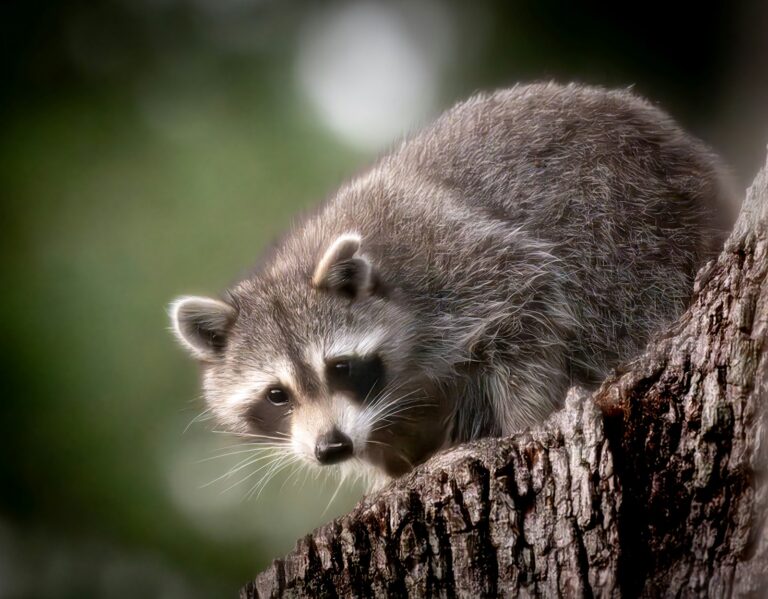 Raccoon removal specialist inspecting attic entry point in Jacksonville FL