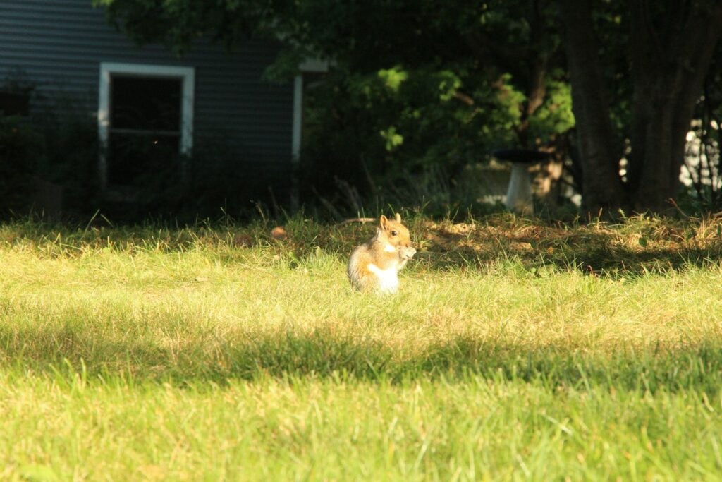 Raccoon exploring a Jacksonville, Florida backyard near a home