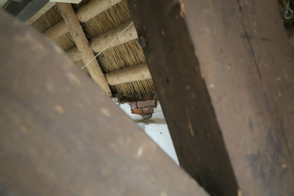 Roof rat entering a Jacksonville Florida attic along a tree branch