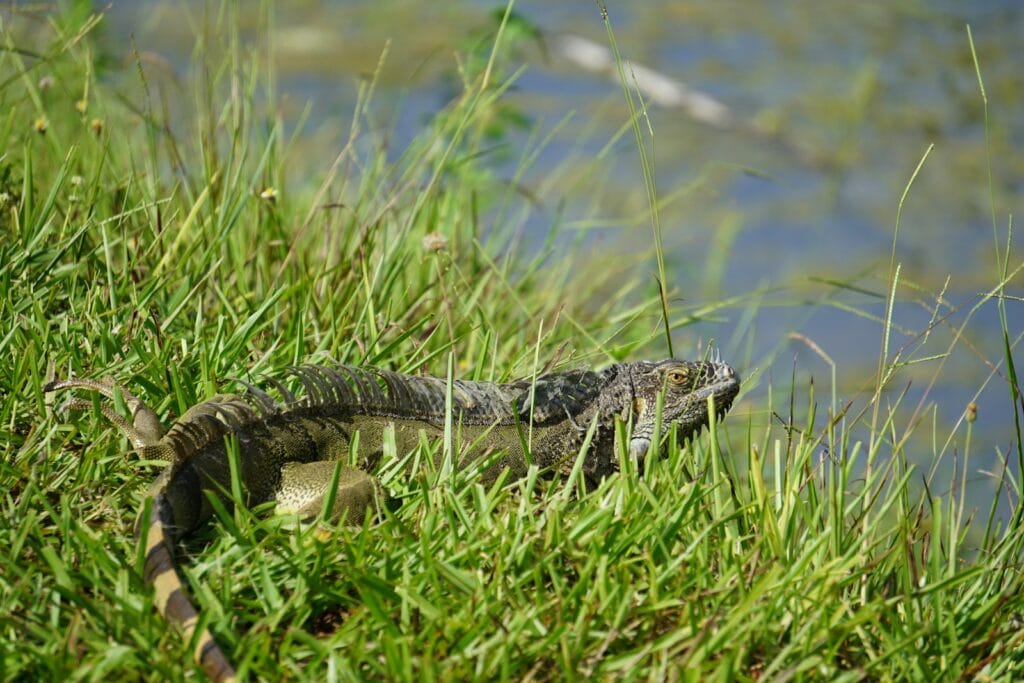 Water moccasin snake near a retention pond in Jacksonville Florida