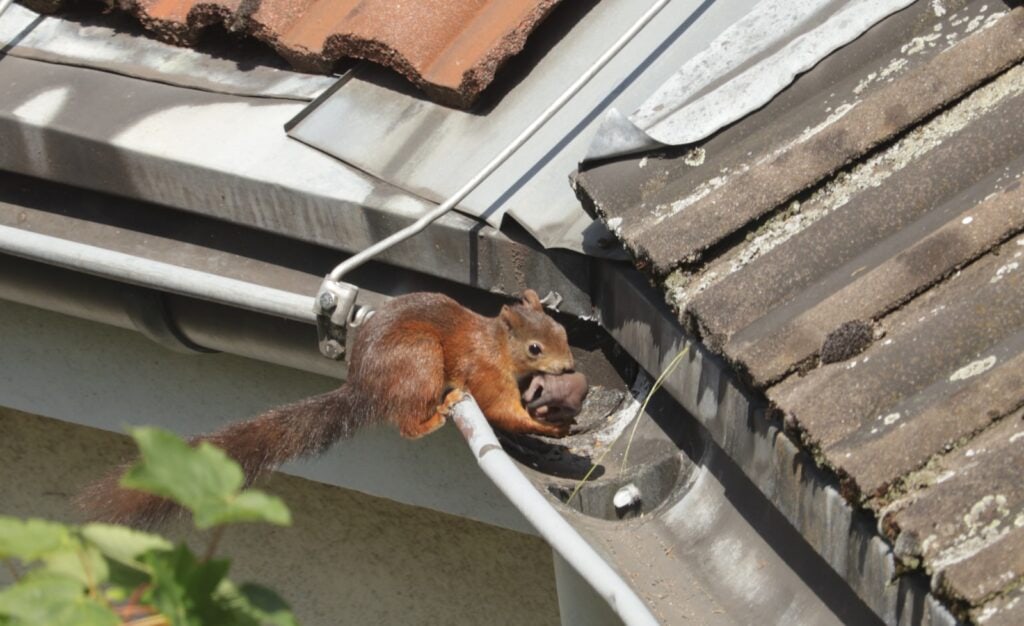 Eastern gray squirrel on a Jacksonville Florida rooftop near a gable vent