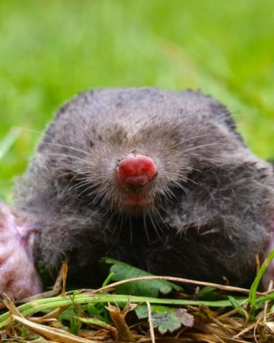 european-mole-head-2025-03-23-22-01-53-utc-w1080-h1920