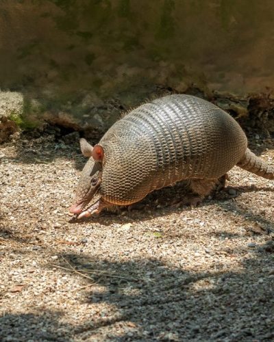 nine-banded-armadillo-dasypus-novemcinctus-or-lo-2025-03-24-23-13-11-utc-w1080-h1920