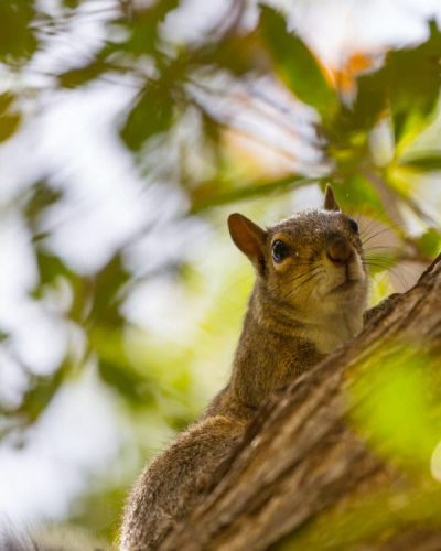 Squirrel in a tree